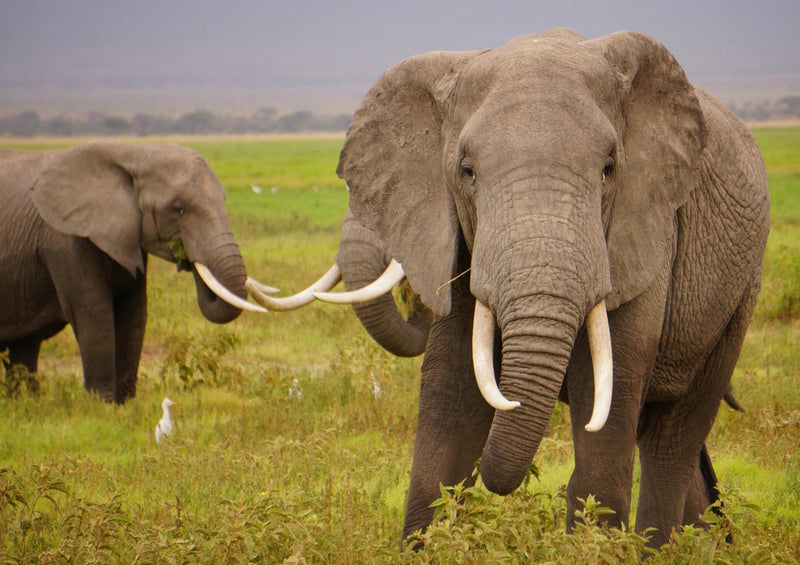 84942 Tierwelt - Elefanten