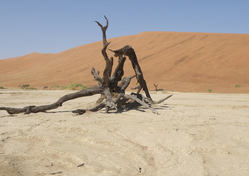 79758 Natur - Deadvlei