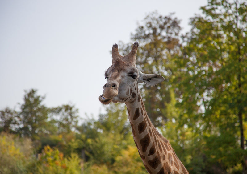 78589 Tierwelt - Giraffe