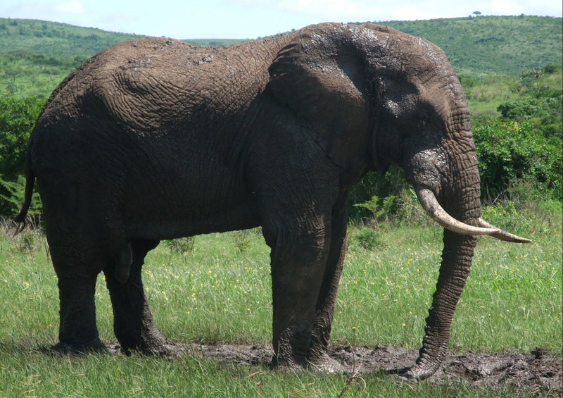 86767 Tierwelt - Elefant