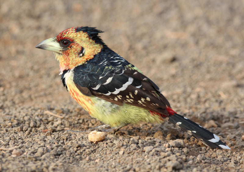 83786 Tierwelt - Barbet