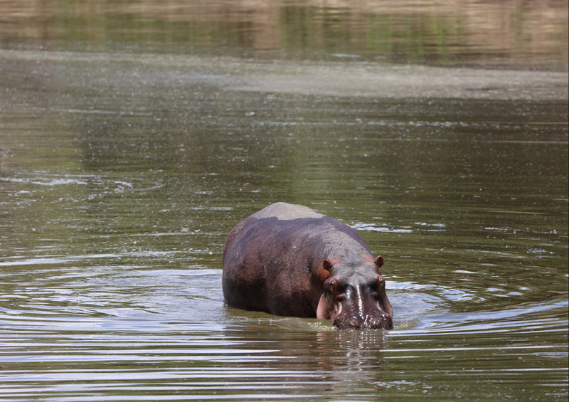 78530 Natur - Nilpferd