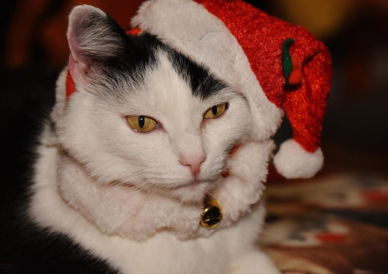 29204 Tierwelt - Weihnachts-Katze