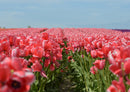 82368 Natur - Tulpen