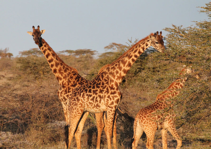 78072 Natur - Giraffen
