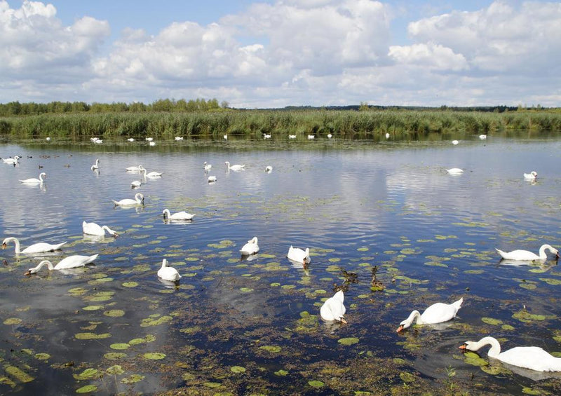 20233 Tierwelt - Schwanenteich