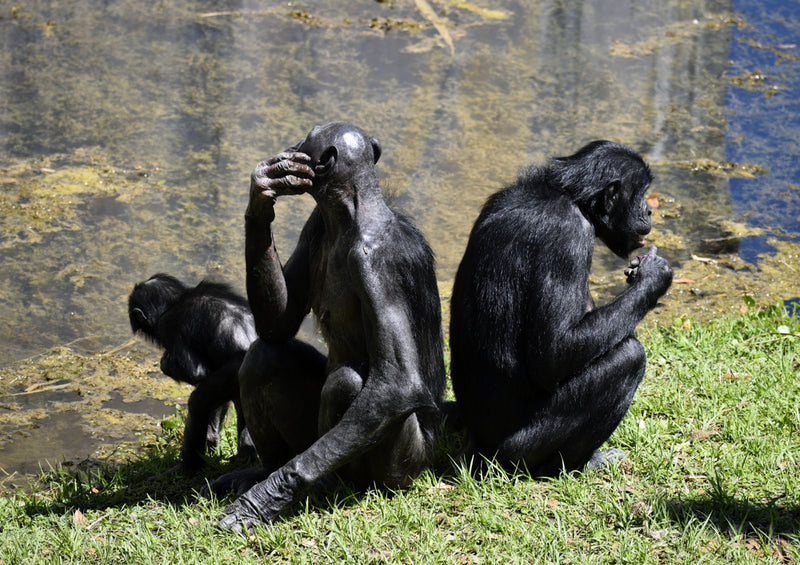 83477 Tierwelt - Bonobo Affen