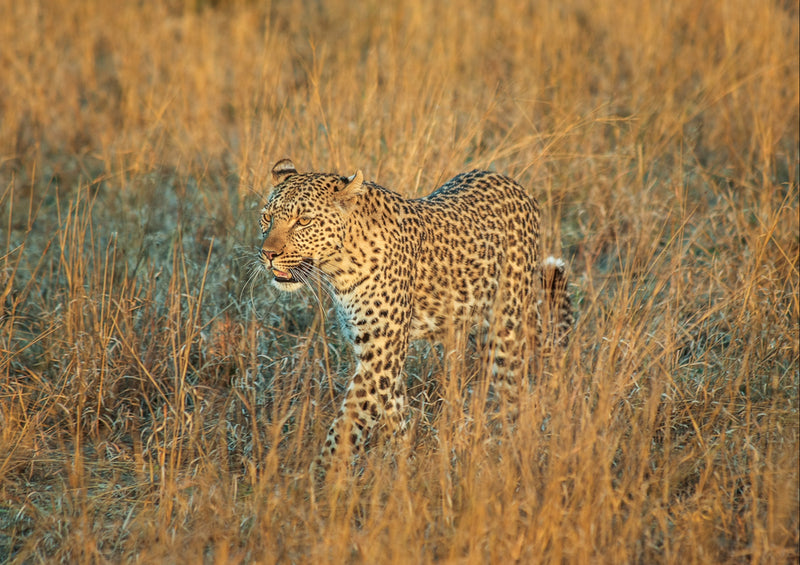 77355 Natur - Leopard