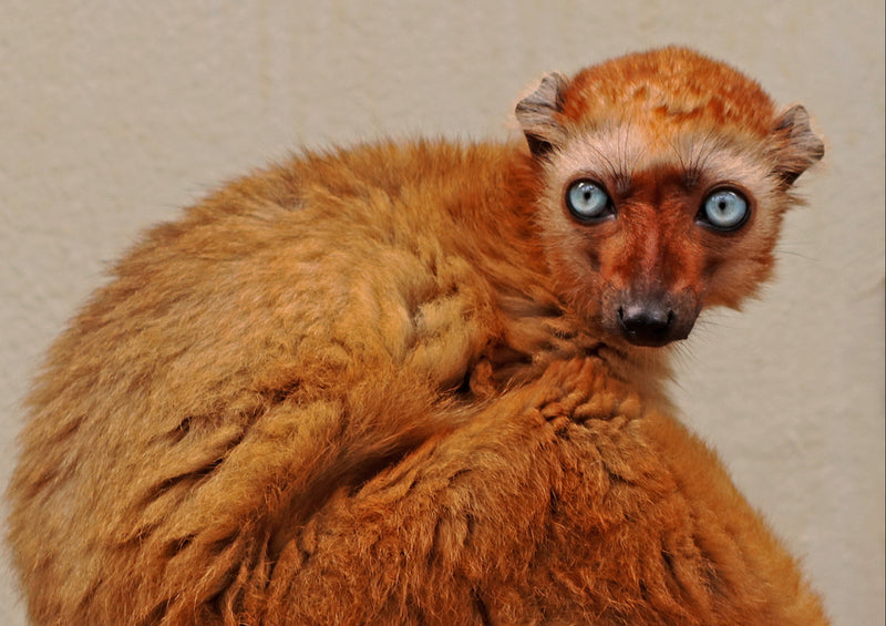 83459 Tierwelt - Lemur