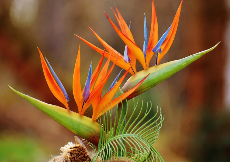 18612 Natur - Bird of Paradise