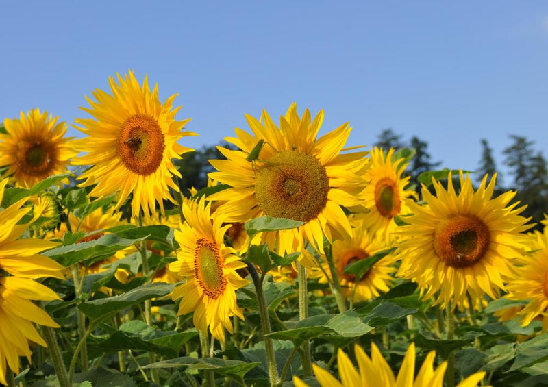 22408 Natur - Sonnenblumen-Feld