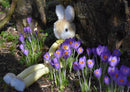 18811 Tierwelt - Hase im Krokus