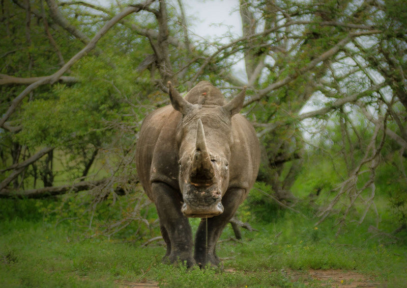 80454 Natur - Nashorn