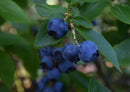 28104 Ernährung - Blaubeeren