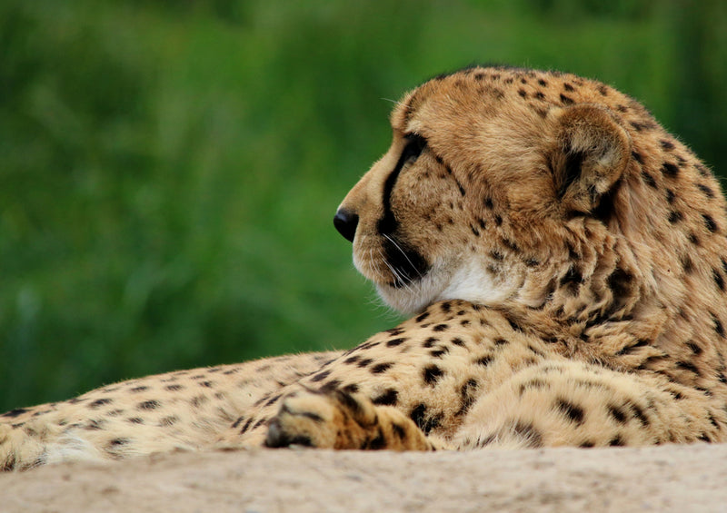 83314 Natur - Gepard