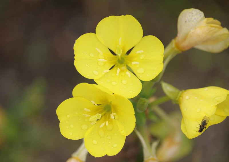 19400 Tierwelt - Wiesenblume