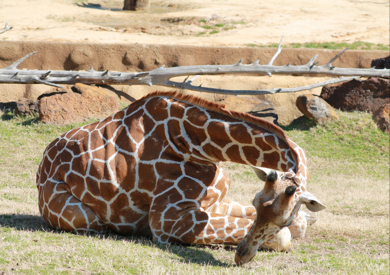 78411 Natur - Giraffe