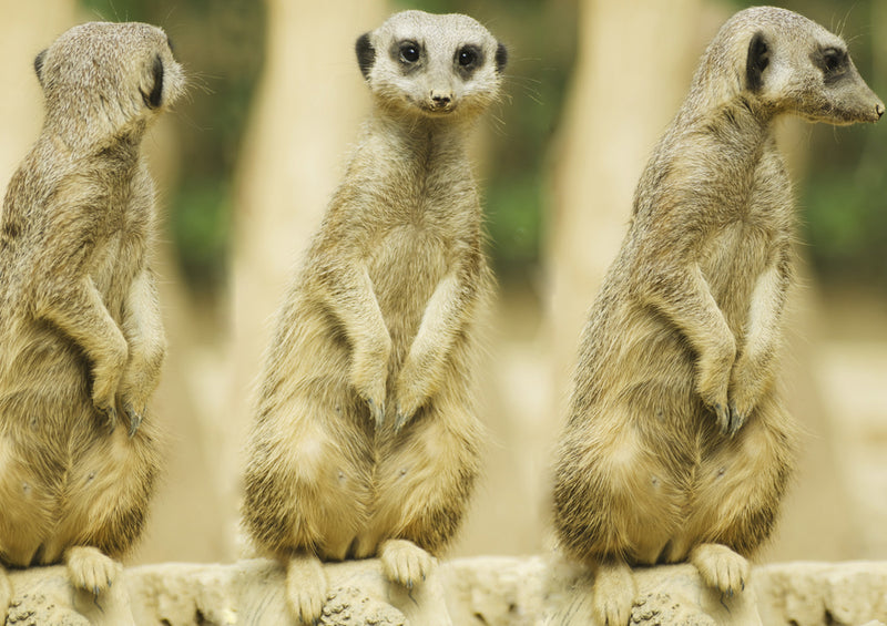 82979 Natur - Erdmännchen