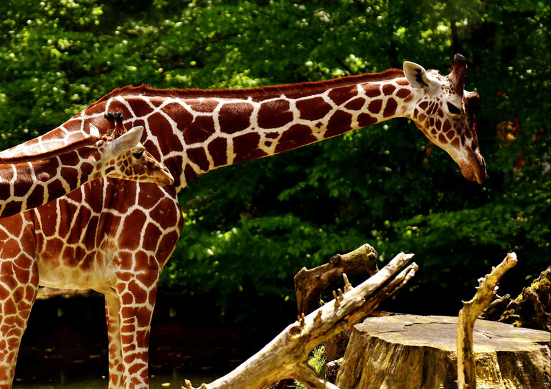 78578 Natur - Giraffe