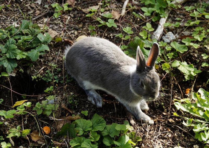 30815 Tierwelt - Kaninchen