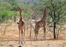 77061 Natur - Giraffen