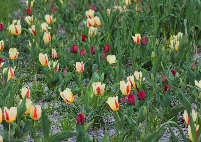 25160 Natur - Tulpe