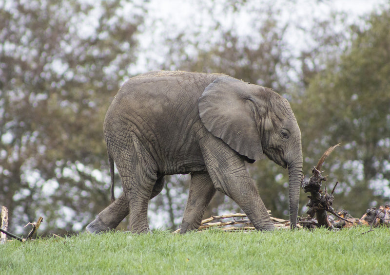 86875 Tierwelt - Elefant