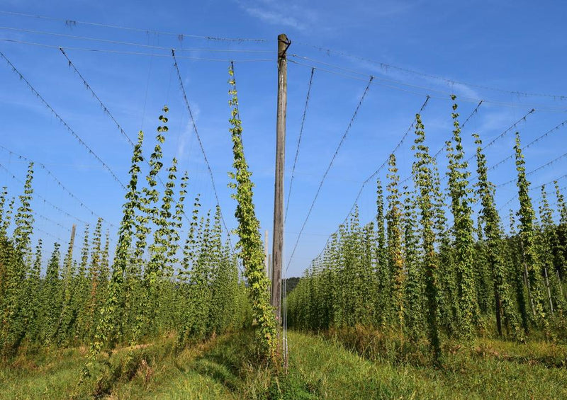 17461 Natur - Hopfen