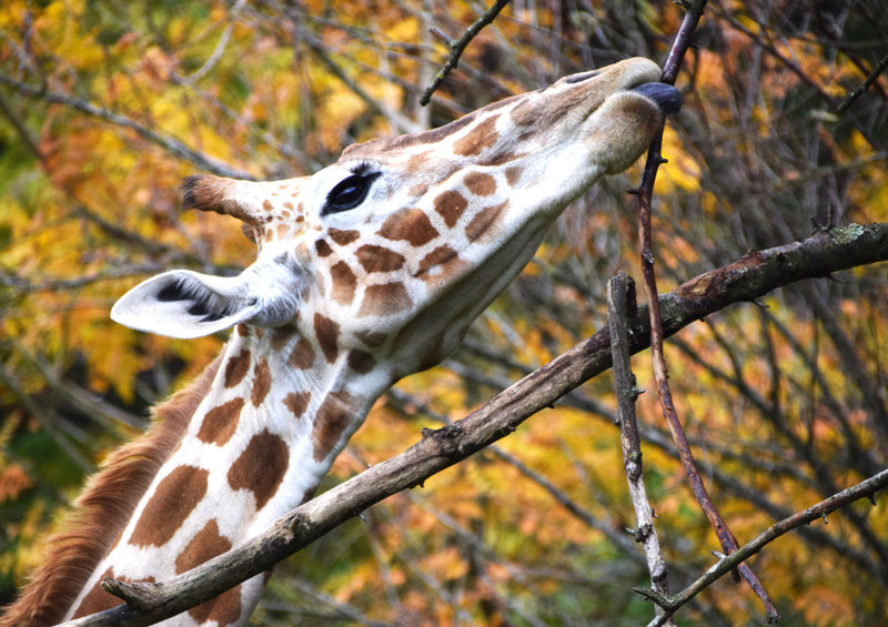 78922 Natur - Giraffe