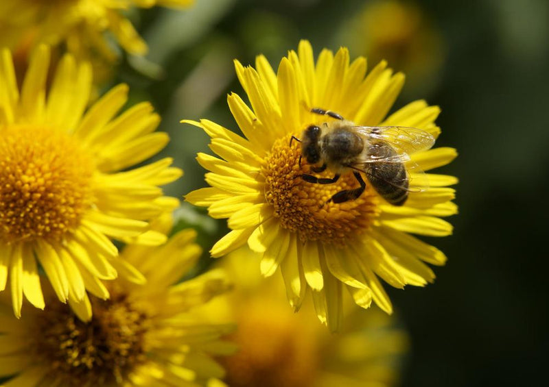 18678 Tierwelt - Biene auf Blüte