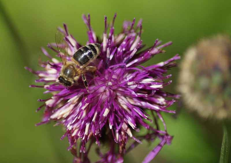 18591 Natur - Biene auf Blüte