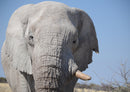 85920 Tierwelt - Elefant