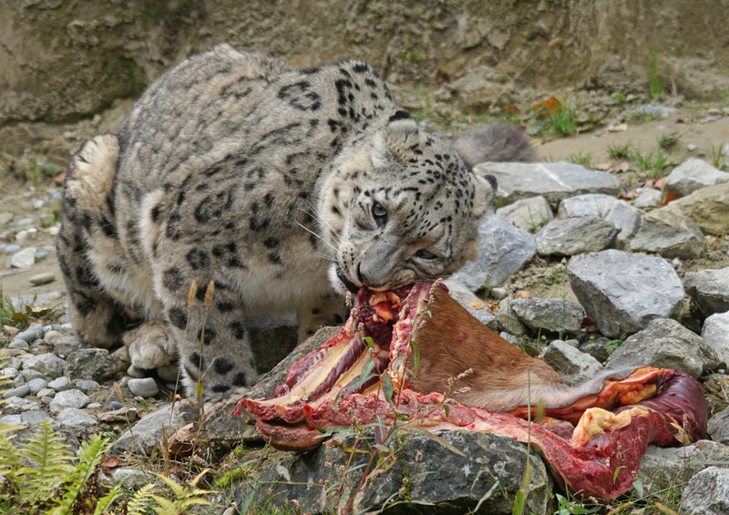 74377 Tierwelt - Schneeleopard