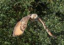 16634 Tierwelt - Eule im Flug