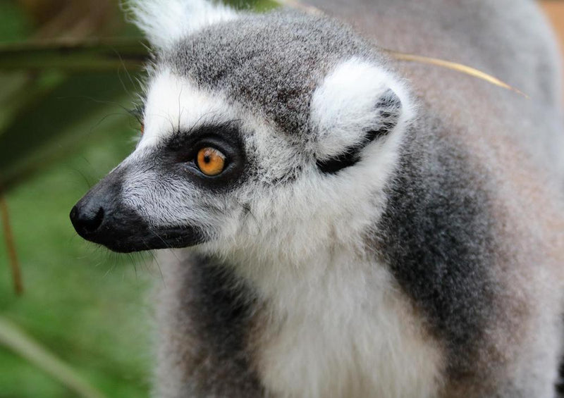 18295 Natur - Lemur