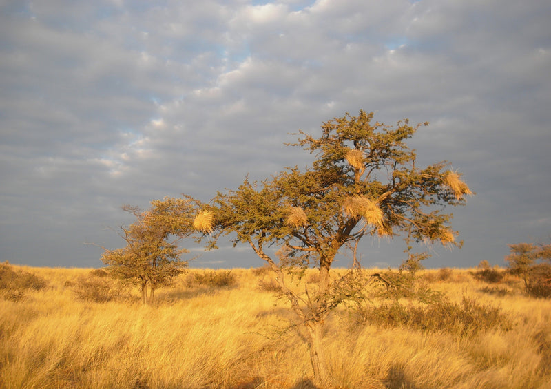 79236 Natur - Afrika