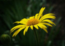 77149 Natur - gelbe Blume