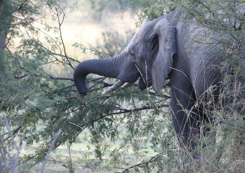 83264 Natur - Elefant