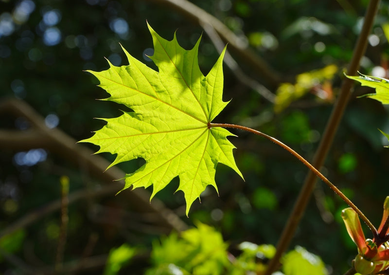 37183 Natur - Blatt