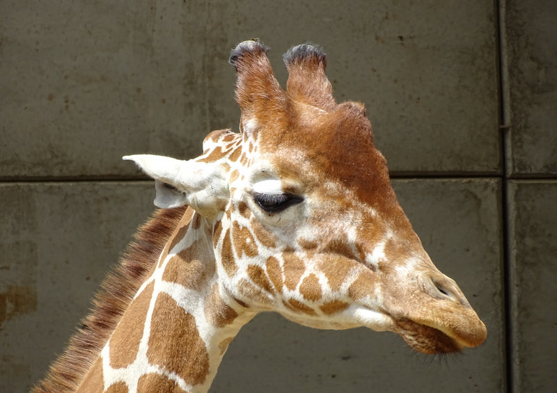 78219 Natur - Giraffe