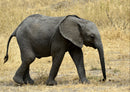 75259 Tierwelt - Elefant