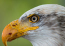 36289 Tierwelt - Adler