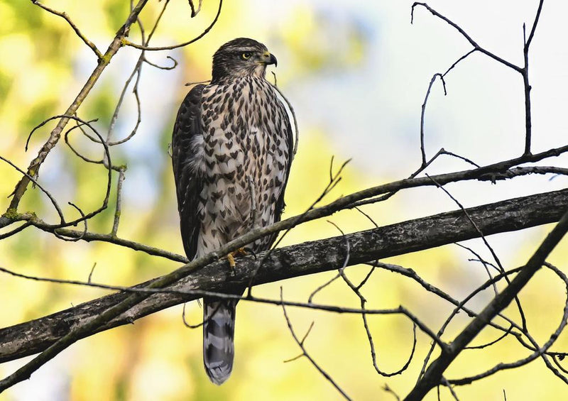 27898 Natur - Greifvogel