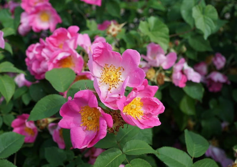 18583 Natur - Hecken-Rose