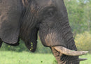 79358 Natur - Elefant