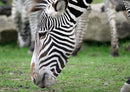 75525 Tierwelt - Zebra