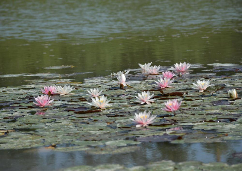 21576 Natur - See-Rosen