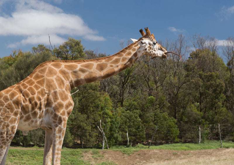 78162 Natur - Giraffe