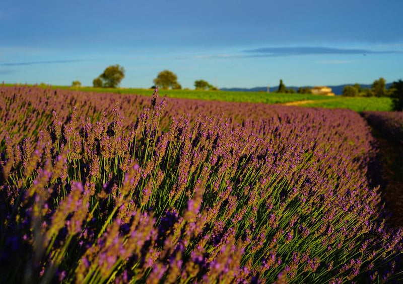 18572 Natur - Blühendes Feld