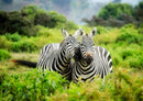 71239 Natur - Zebra